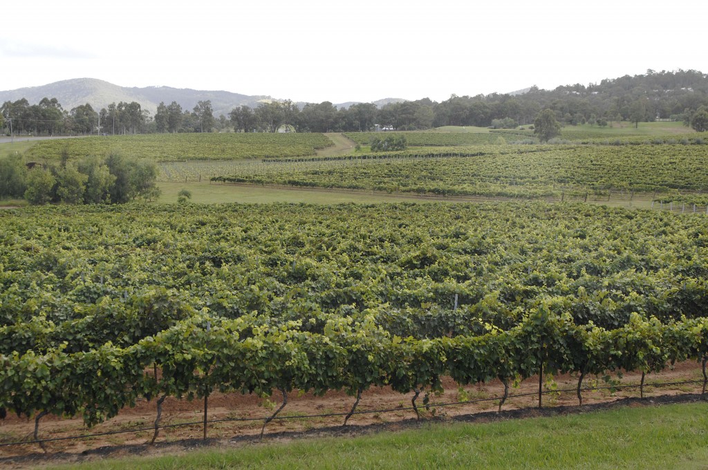 Brokenwood Graveyard Vineyard. Hunte Valley Wine