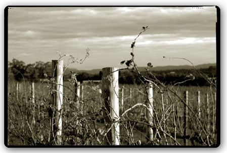 Allandale Winery. Hunter Valley Wine