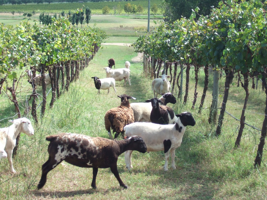 Tamberlaine Organic Wines. Hunter Valley