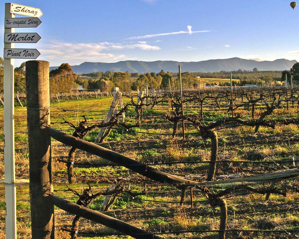 Blueberry Hill Vineyard. Hunter Valley Wine