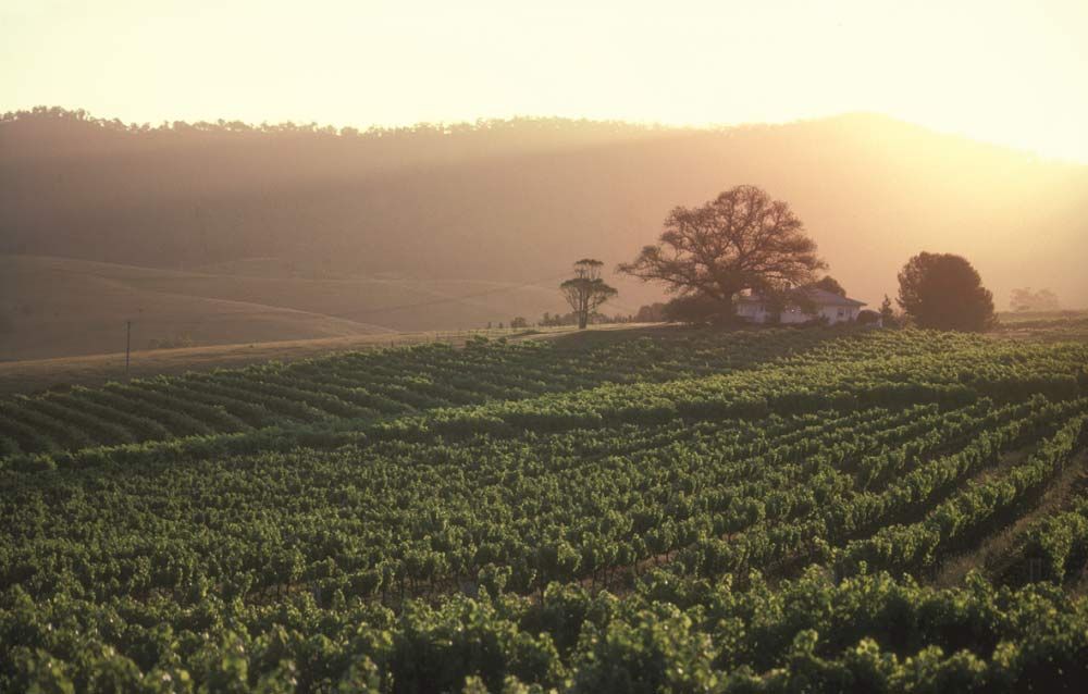 Allandale Winery. Lovedale, Hunter Valley Wine