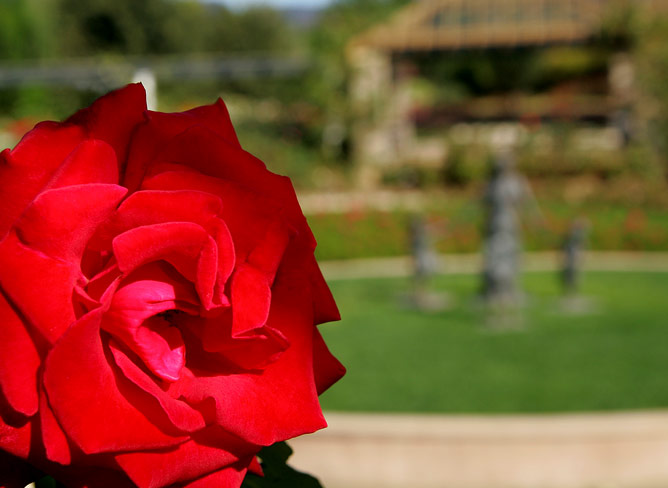 Rose Garden at Hunter Valley Gardens