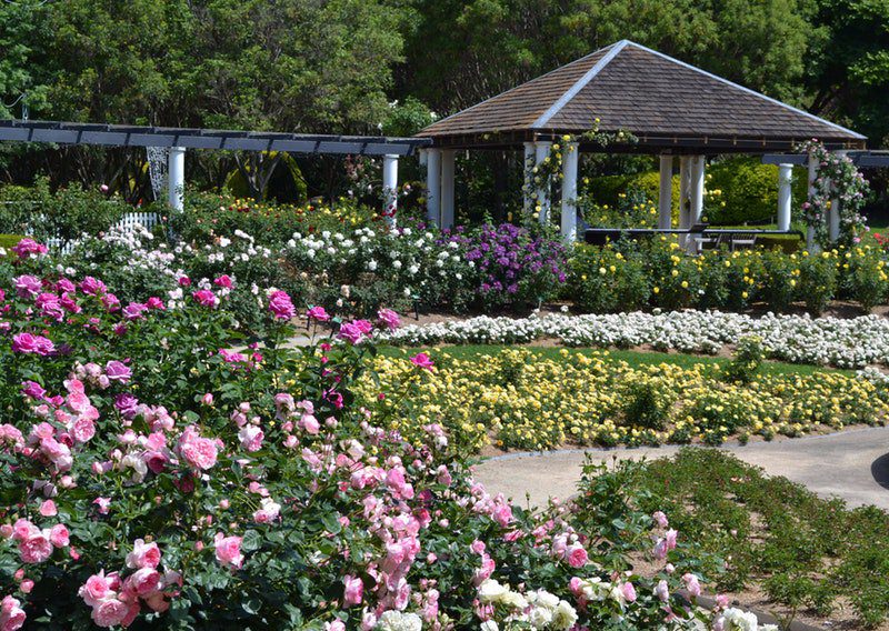 Hunter Valley Gardens Rose Spectacular