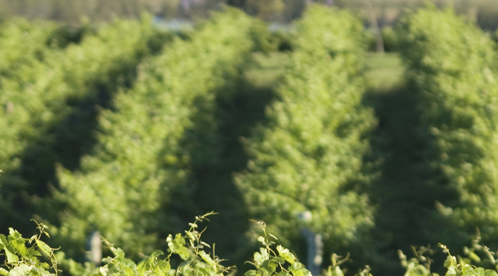 Hunter Valley Vineyards