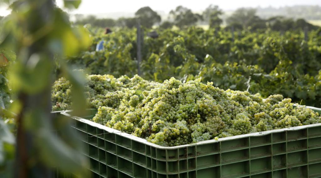 McLeish Estate Semillon Harvest 2017